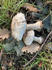 Chlorophyllum rhacodes