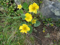 Geum montanum
