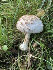 Chlorophyllum rhacodes