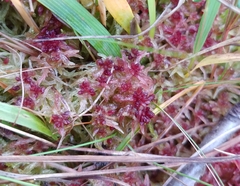 Sphagnum angermanicum
