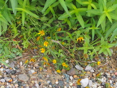 Bidens cernua