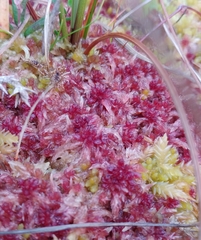 Sphagnum angermanicum