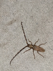 Stenidea annulicornis