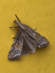 Euchromius