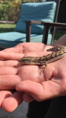 Elgaria multicarinata multicarinata