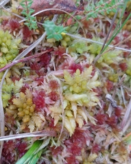 Sphagnum angermanicum