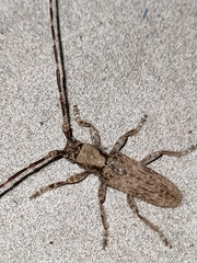 Stenidea annulicornis