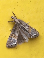 Euchromius