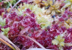 Sphagnum angermanicum