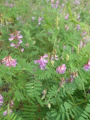 Vicia cassubica