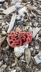 Clathrus ruber