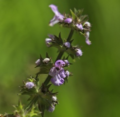 Stachys hispida