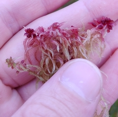 Sphagnum angermanicum