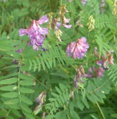 Vicia cassubica