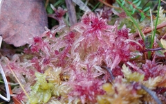 Sphagnum angermanicum
