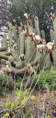 Trichocereus chiloensis litoralis