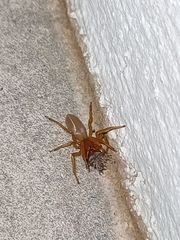 Dysdera