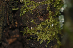 Lophocolea heterophylla