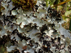 Cetrelia cetrarioides