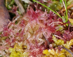 Sphagnum angermanicum