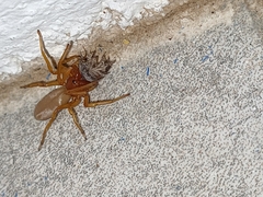 Dysdera