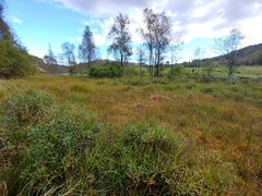 Sphagnum angermanicum