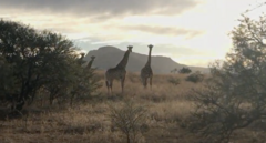 Giraffa camelopardalis giraffa