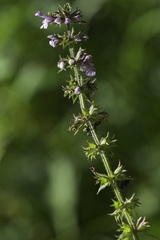 Stachys hispida