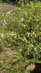 Eysenhardtia texana