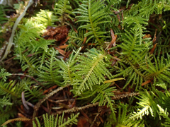 Kindbergia oregana