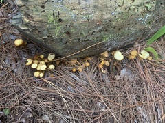 Tricholomopsis aurea