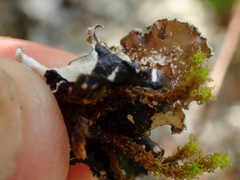 Cetrelia cetrarioides