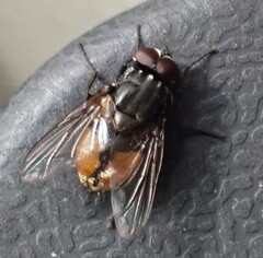 Musca autumnalis