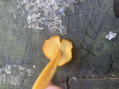 Tricholomopsis aurea