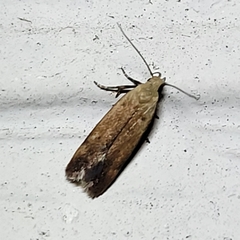 Anacampsis fullonella