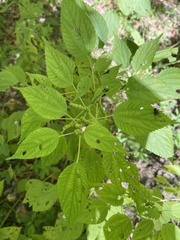 Boehmeria cylindrica
