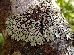 Menegazzia subsimilis