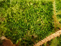 Cephalozia bicuspidata