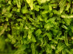 Cephalozia bicuspidata