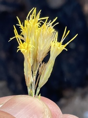 Ericameria nauseosa bernardina