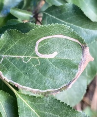 Lyonetia clerkella