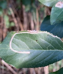 Lyonetia clerkella