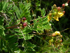 Astragalus penduliflorus
