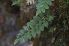 Polypodium hesperium