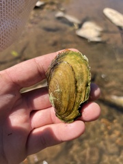 Potamilus fragilis