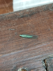 Pseudomallada subcostalis