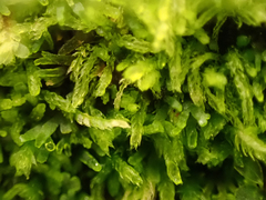 Cephalozia bicuspidata