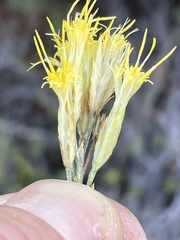 Ericameria nauseosa bernardina