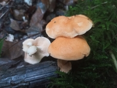 Hydnum rufescens