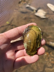 Potamilus fragilis